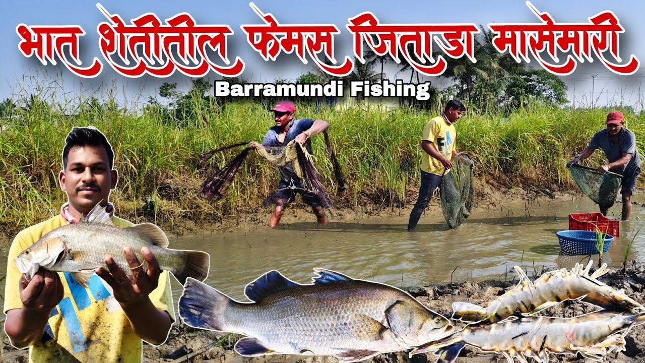 भात शेतातील🌾पहिली जिताडा🐠 मासेमारी | शेतात🌾भेटली 80 जिताडी😱| Barramundi Fishing | #barramundi #2025