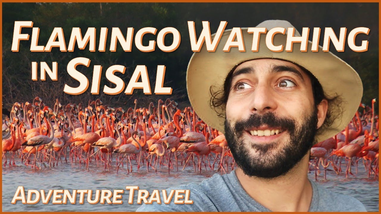 Sisal, Flamingo Capital of the World🦩🌴 Hidden Gem of Mexico's Yucatán Peninsula 🧭 Travel & Adventure
