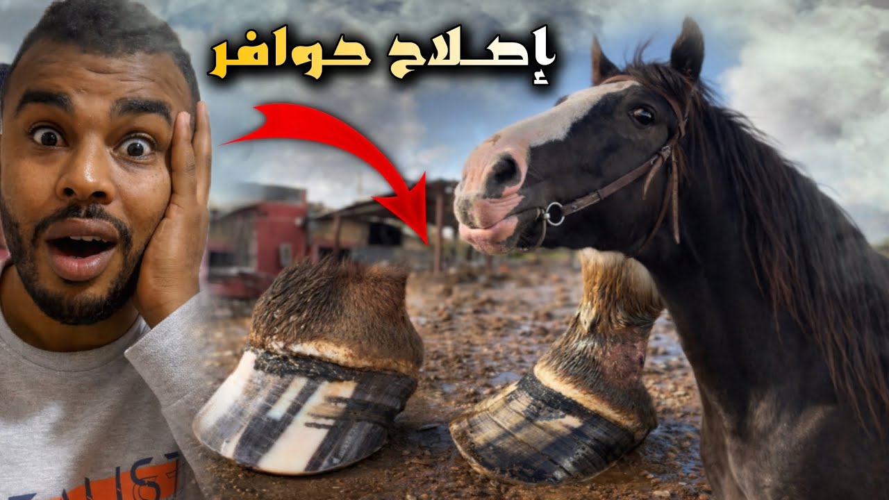 كملات الفرحة اليوم صلحنا حوافر الحصان خماسي  لكانت فحالة سيئة 😢 وفوز المنتخب المغربي 🇲🇦