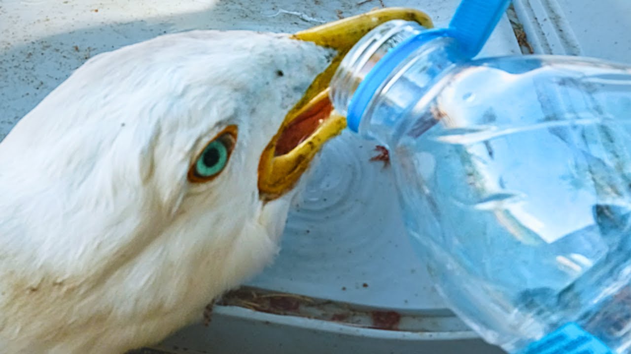 Seagull Hooked On a Fishing Lure Rescued!