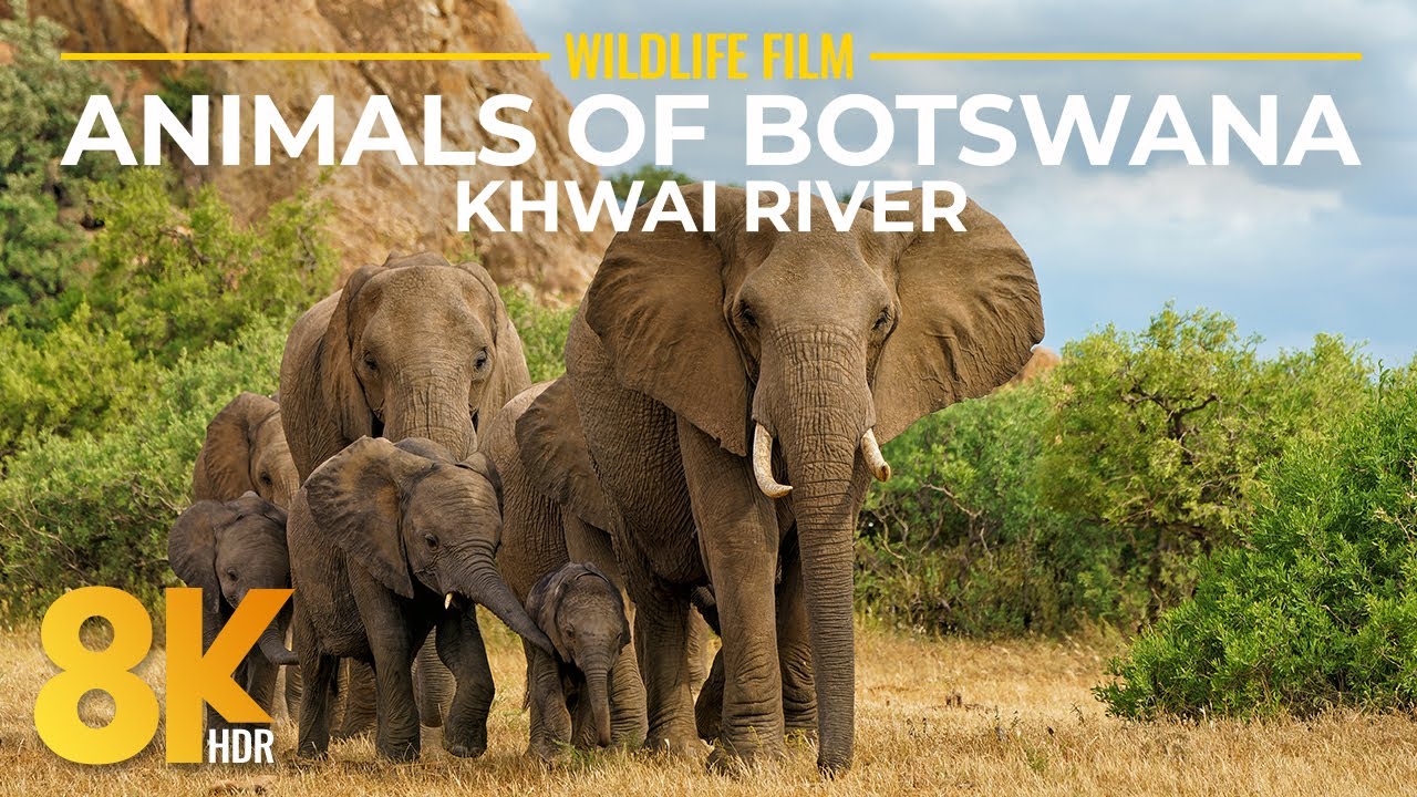 Journey along the Khwai River - 8K HDR Cinematic Safari with Close-Up Wildlife & Real Nature Sounds