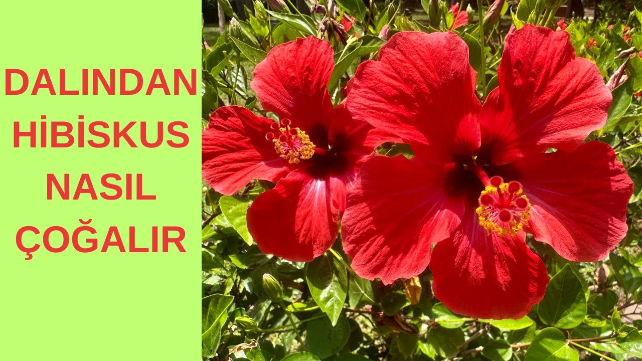 Dalından Hibiskus Köklendirme, Çelikle Hibiskus Köklendirme, Hibiskus Nasıl Çoğaltılır, Köklendirme