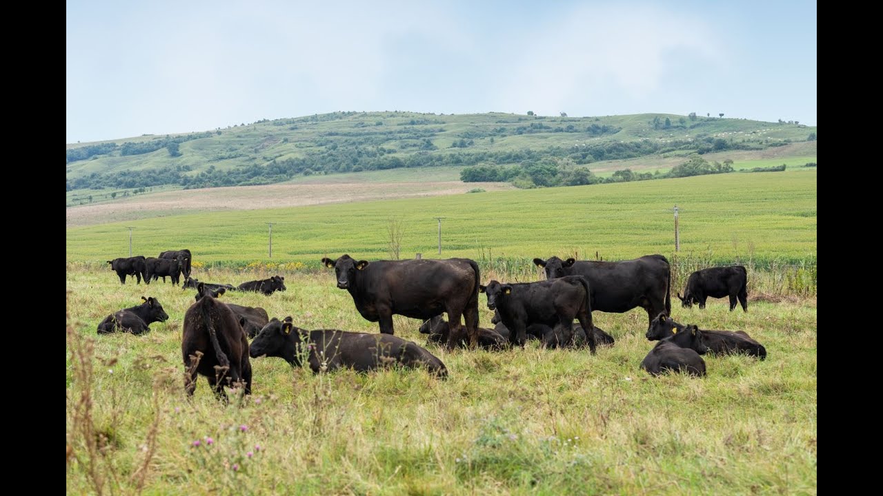 Despre ferma Karpaten Meat in cadrul emisiunii Romania Agricola