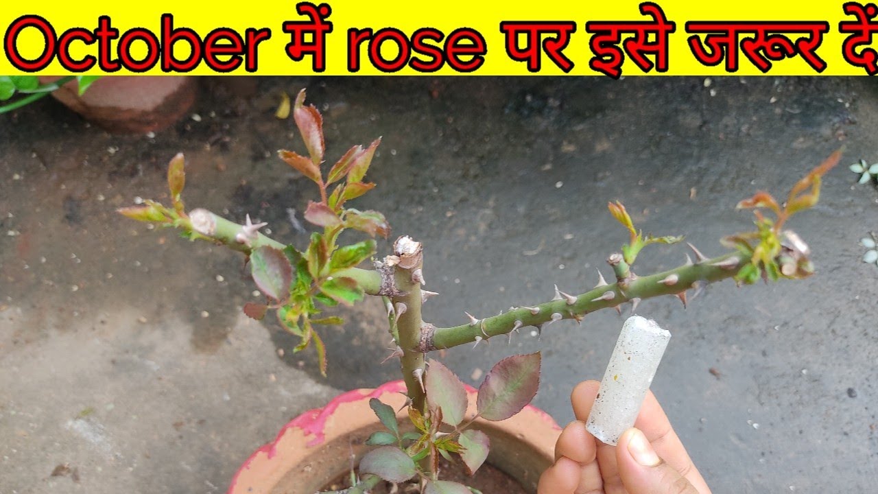 मरते मुरझाते गुलाब पर आयेगी अनगिनत shoots एक हफ्ते मे  rose plant care |rose plant care in winter