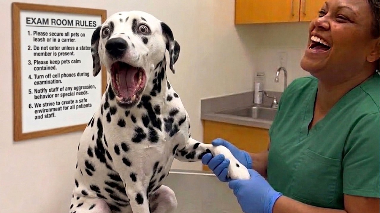Overdramatic Dogs Face Off With the Vet for the First Time Ever! 😂