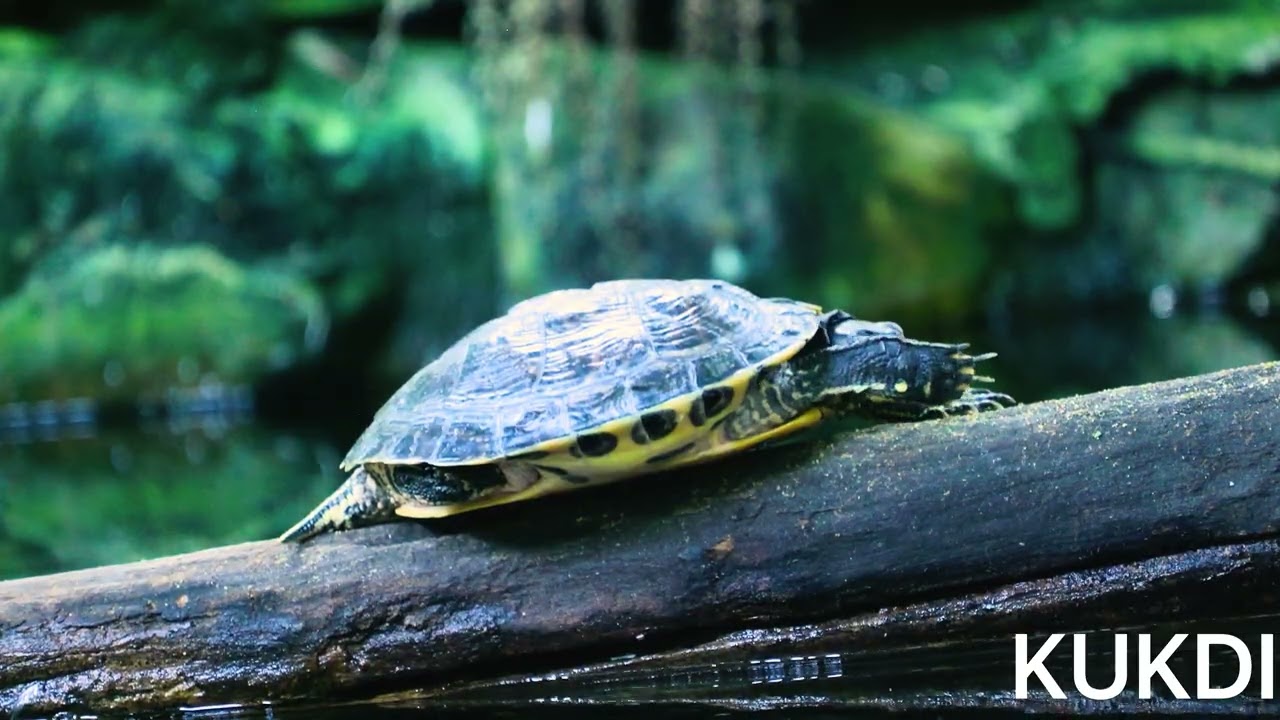 Turtle sitting on a log |•4K•|• VIDEO•|