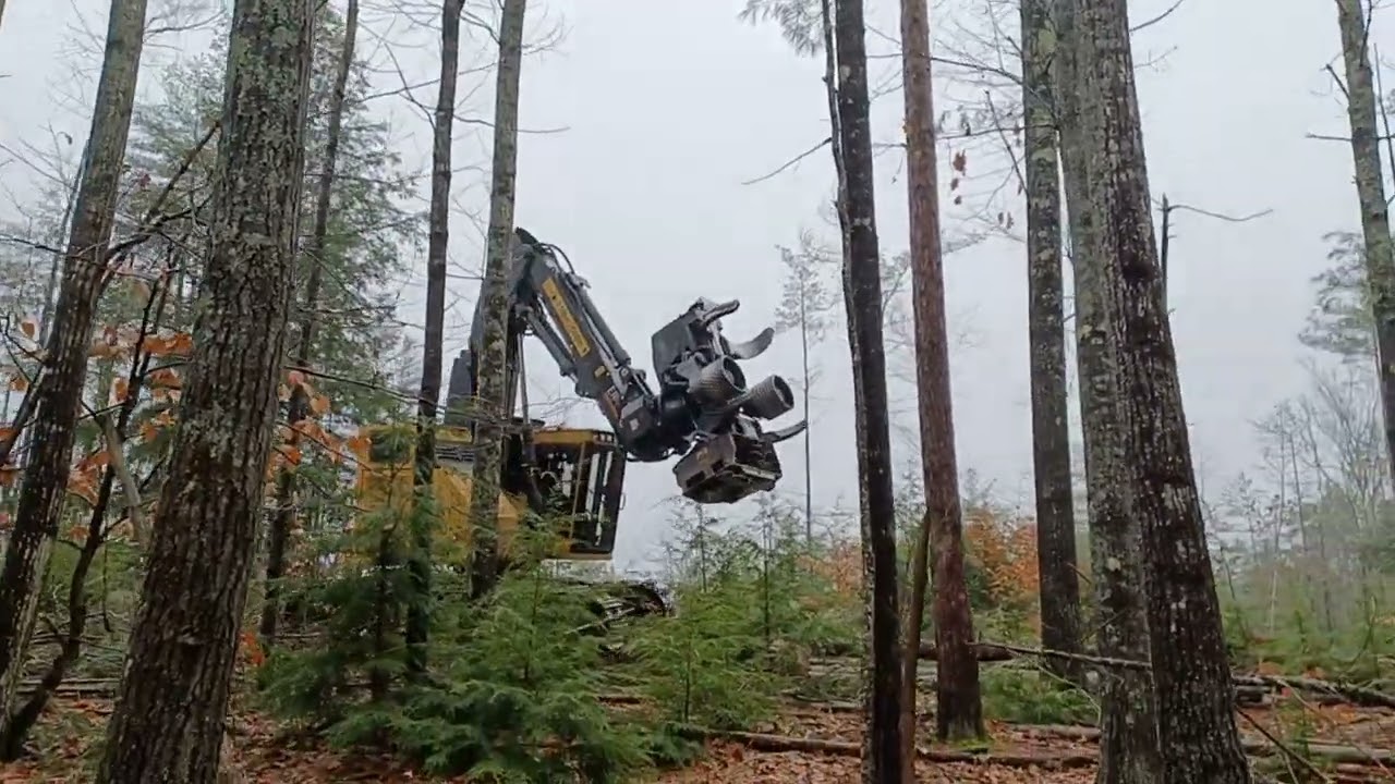 Tigercat X822D with Rolly head - timber harvest