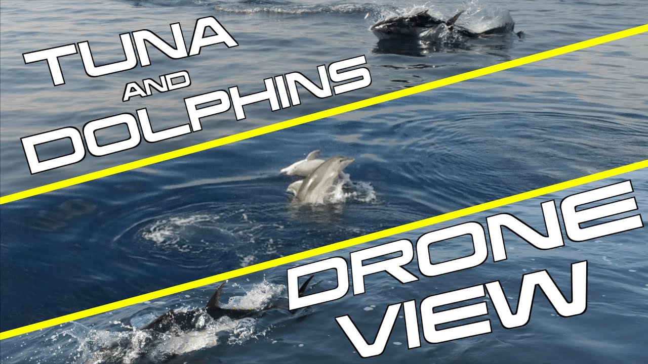 TUNA & DOLPHINS BEST DRONE VIEW (AMAZING)