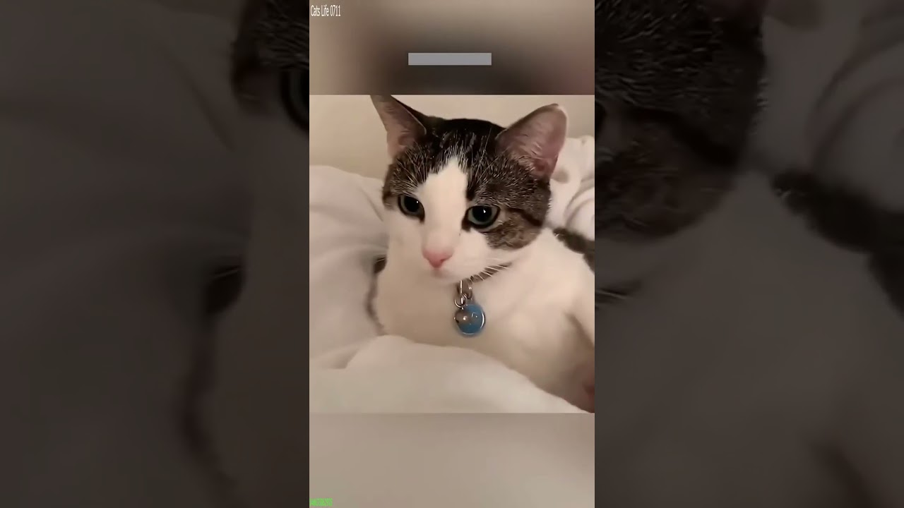 Cat videos 😹 Try not To laugh 🥰 # Episode 9224