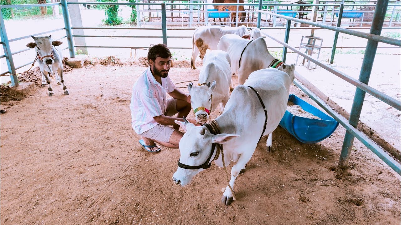 India की सबसे छोटी गाय पोंगरू नस्ल की छोटी गाय।। छोटी गाय कैसी दिखती है 🐂👍