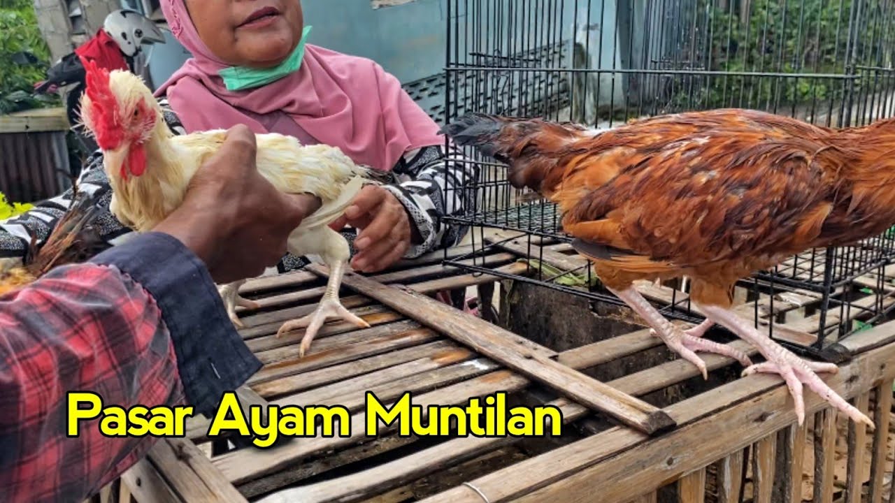 Pasaran Harga Ayam Bangkok, Pasar Kliwon  Hewan Ternak Unggas Ayam Kampung Muntilan Magelang Terbaru