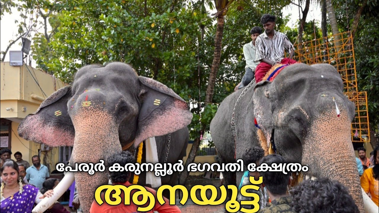 ആനയൂട്ട് | Aanayoottu Peroor Karunallur Bhagavathi temple | Peroor Sivan elephant 