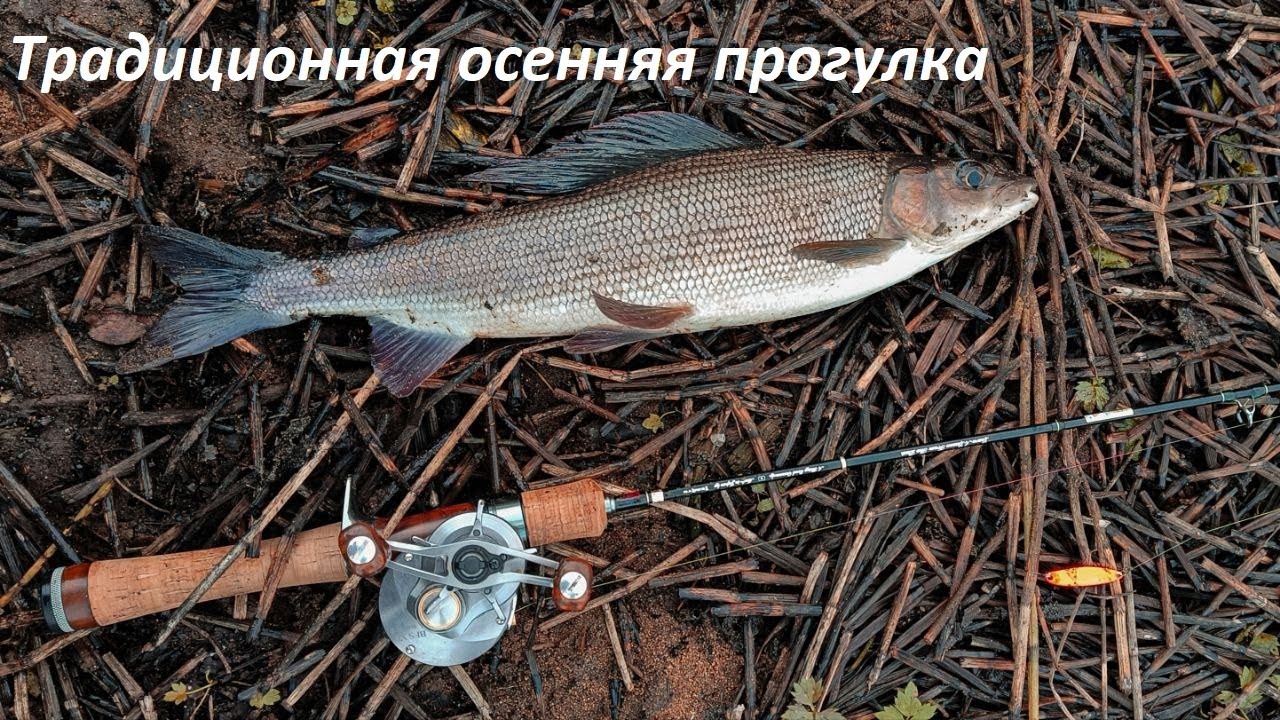 Традиционная осенняя прогулка. Хариус.