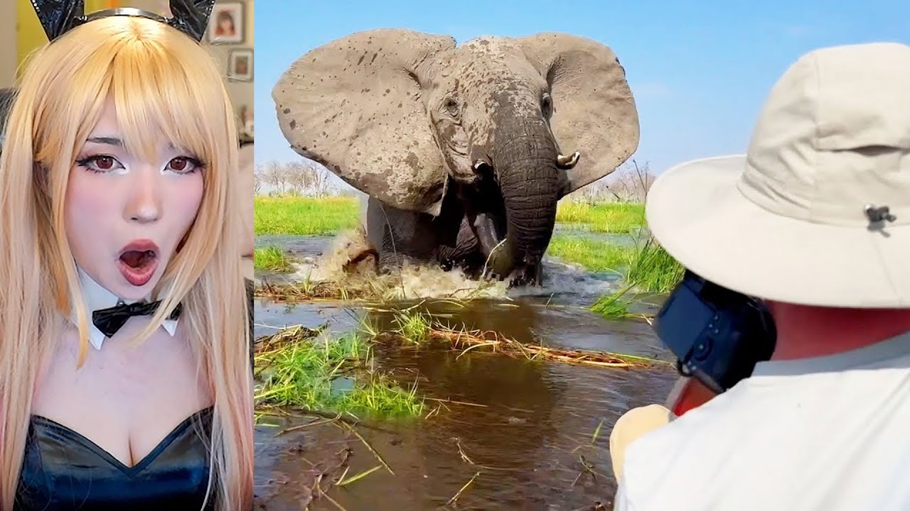 Safari Trip Goes Horribly Wrong | Emiru Reacts to @DailyDoseOfInternet