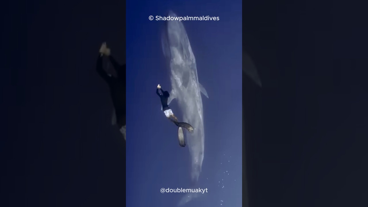 What Happens When a Whale D*es? 🐳