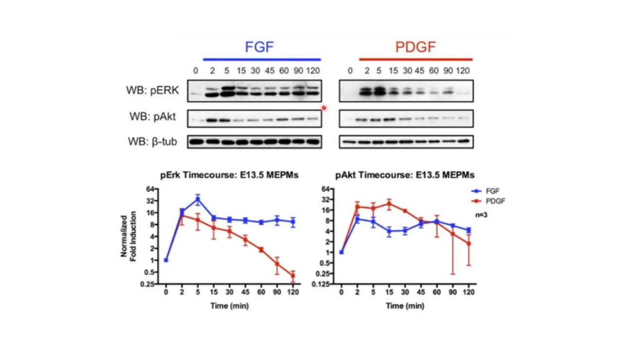 Phosphorylations intracellulaires induites par des ligands de r&eacute;cepteurs tyrosine-kinase