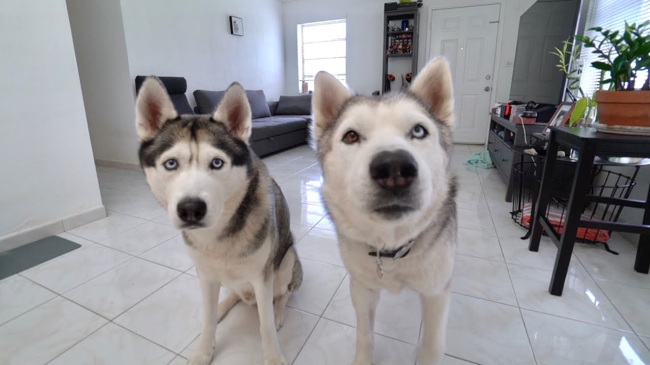 We are fostering this Husky..