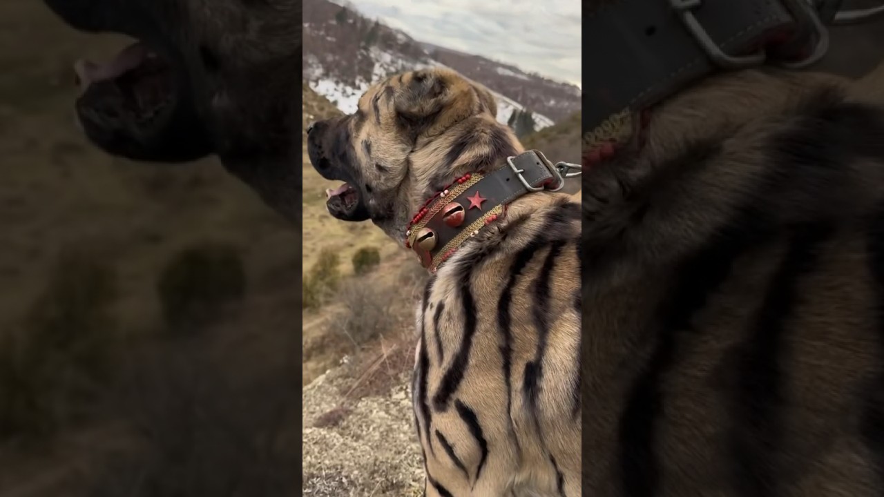 #Tiger #Kangal #🐺