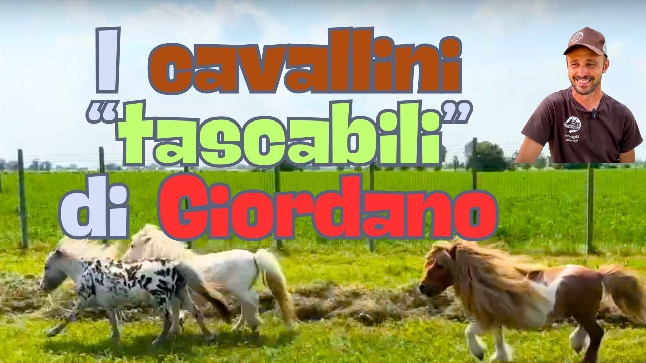 I Cavallini 