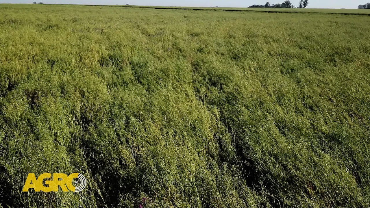 Camelina: Cultivo de servicio energ&eacute;tico con rentabilidad (#1149 2025-08-16)