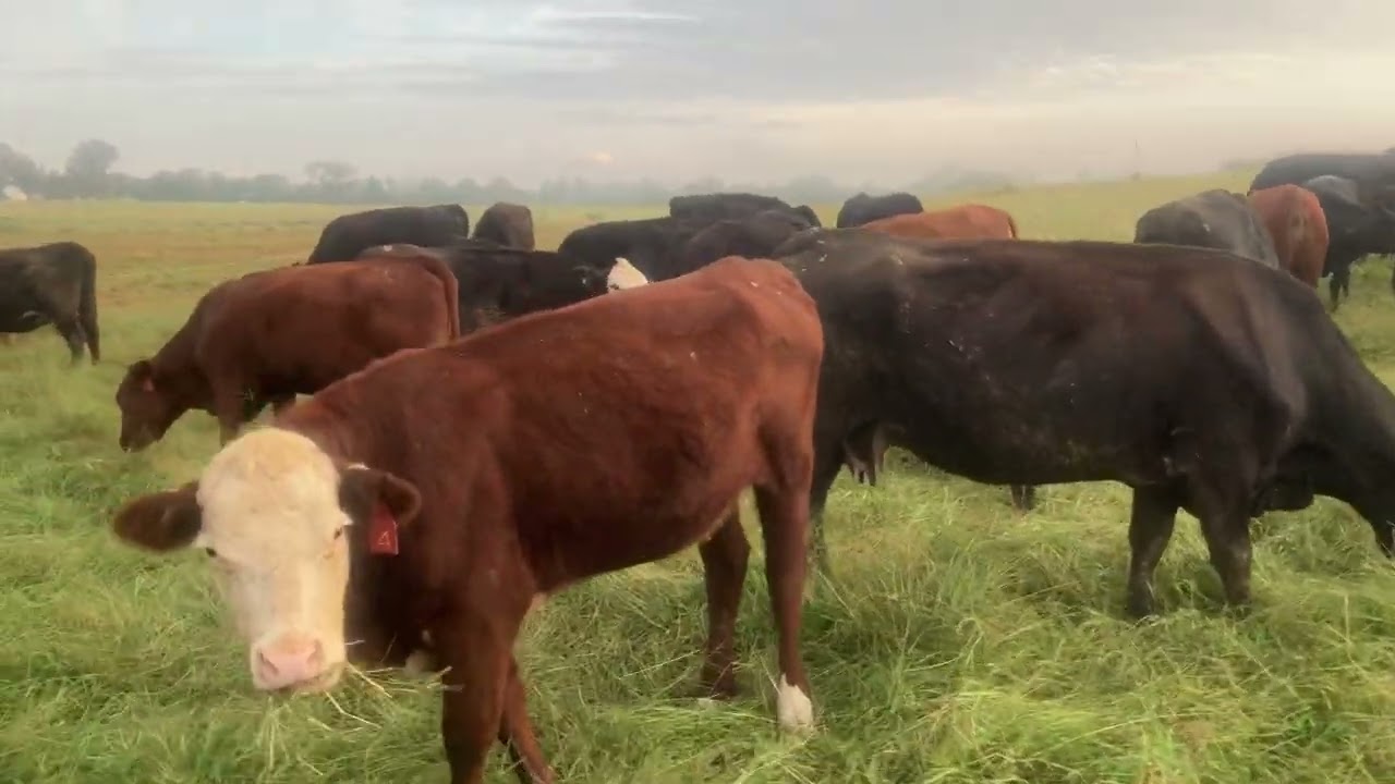 What is a modified leader follower grazing system?