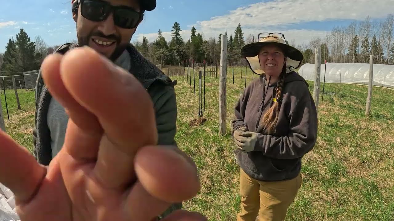 Working in the Wind Again! Planting Onions and Our Grapes, Thimbleberries and Apples