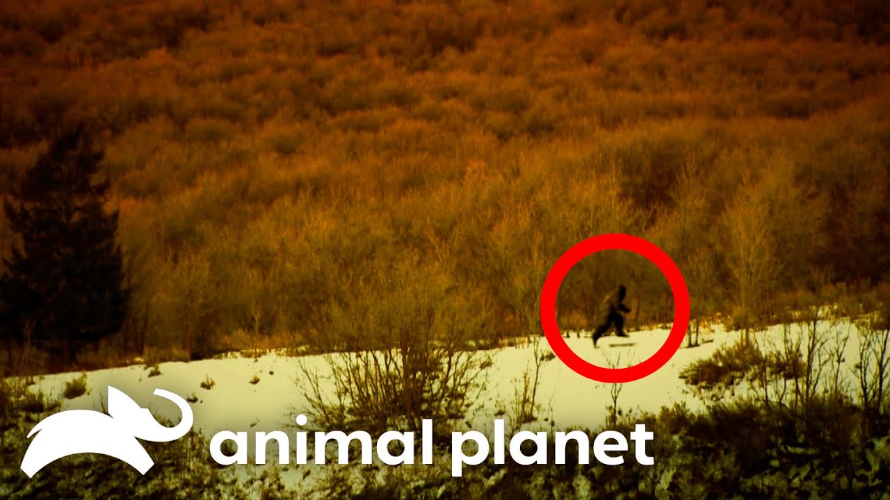 Finding Bigfoot's Best Unseen Footage | Finding Bigfoot | Animal Planet
