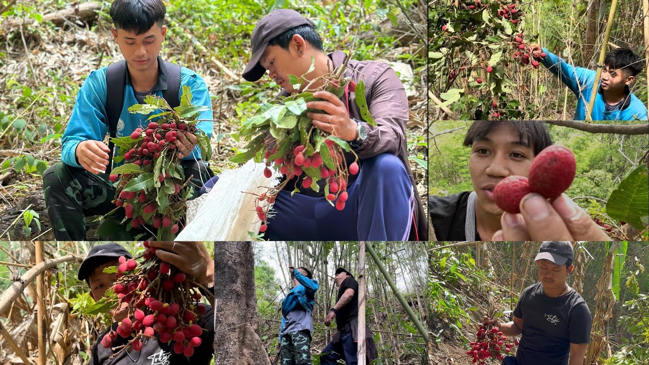 Rare forest fruit only in Thailand