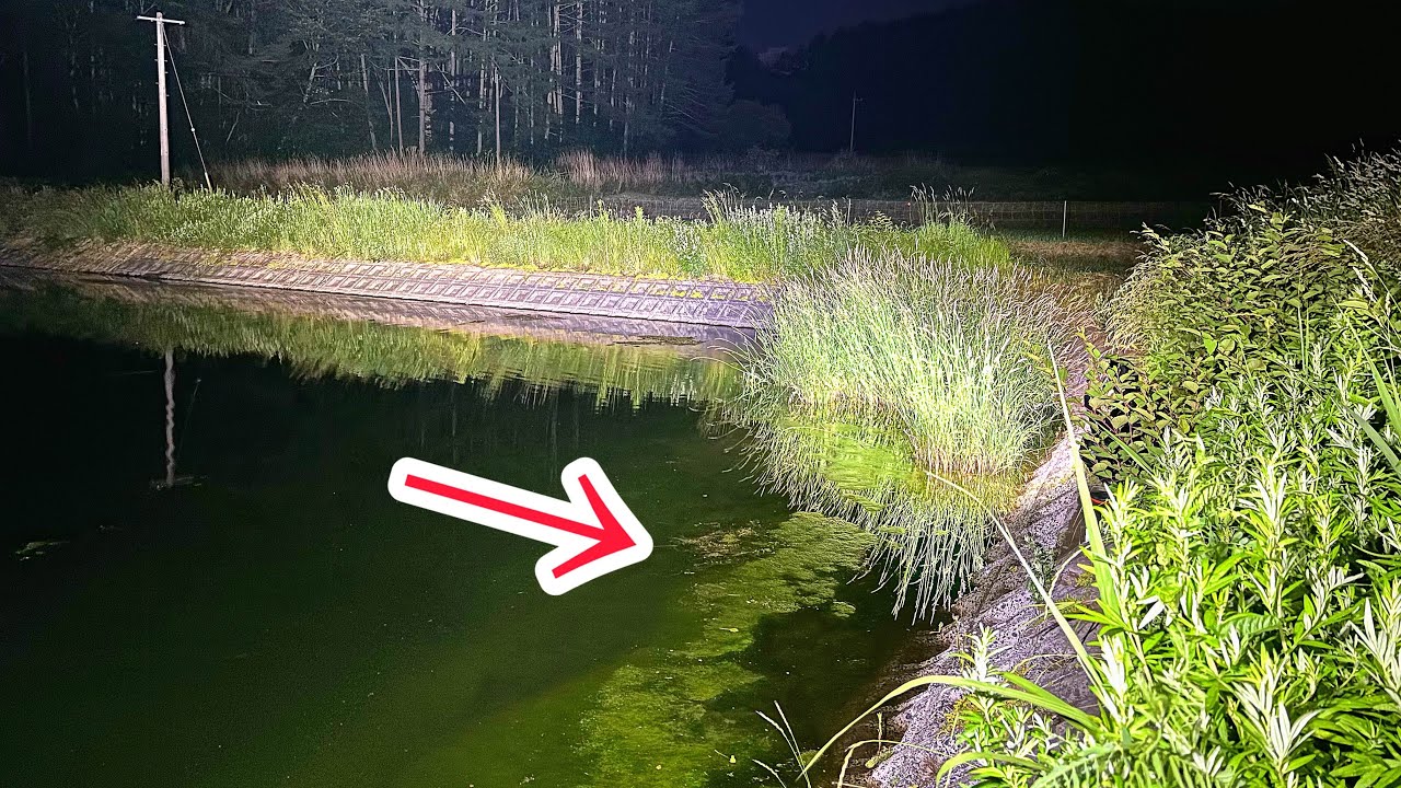 大量の藻が生える池をガサガサしたら激レア昆虫を捕獲した！