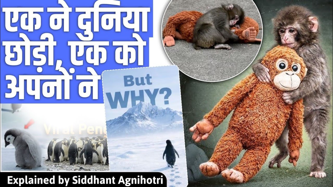 Deep meaning of Punch(Monkey) and Nihilist Penguin