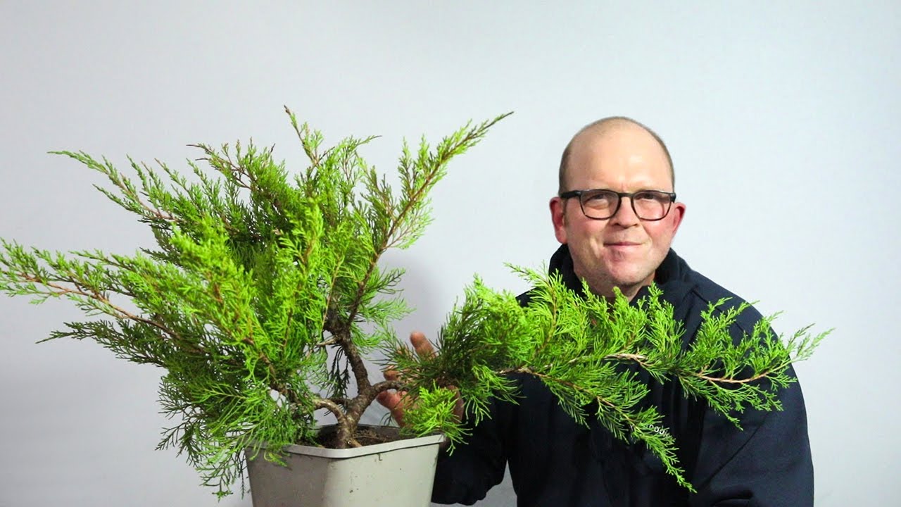 Trying to solve a bonsai puzzle