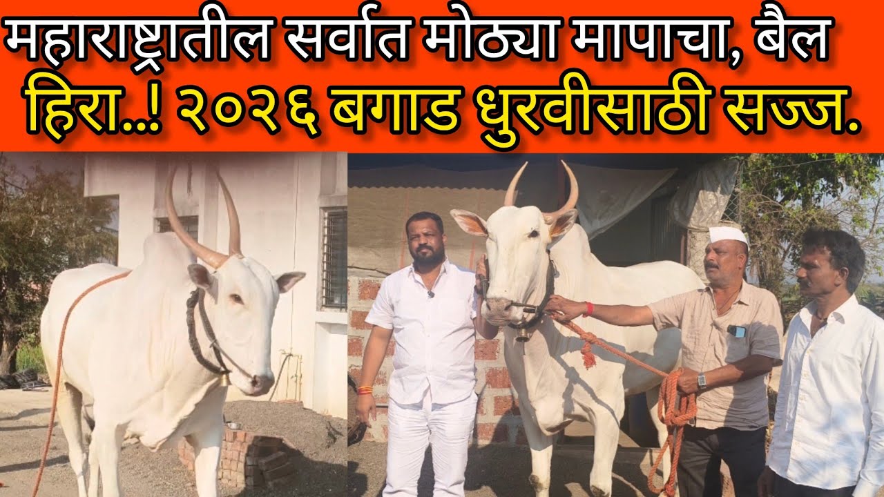 बावधन बगाडाच्या धुरवीचा हिरा बैल/..दिपकशेठ ननावरे.मुलाखत.