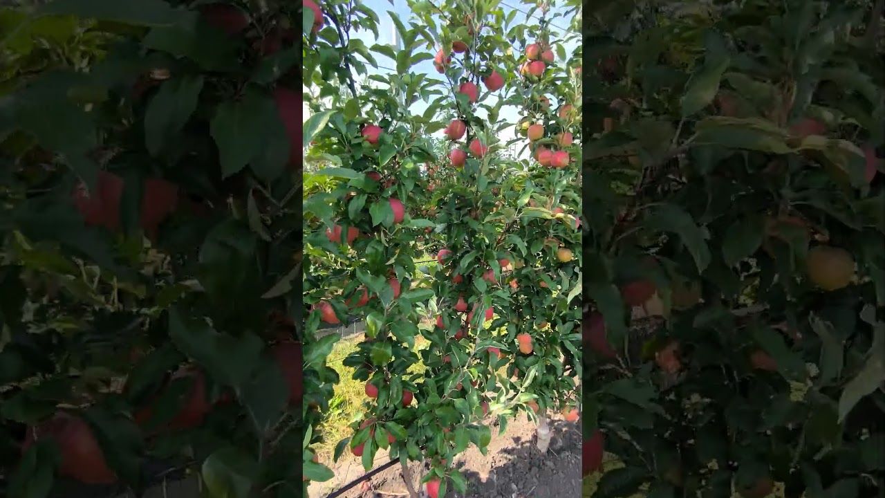 Метеостанция в саду a weather station in the orchard #farming #fruit #orchard #technology