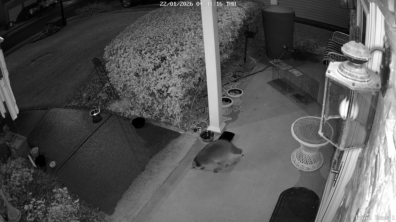 This Raccoon Keeps Coming Back Like He Owns the Place