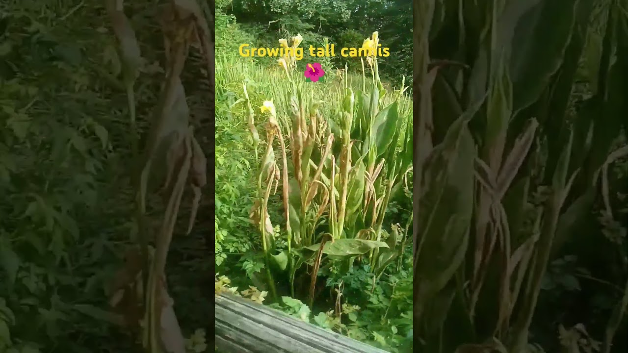 how to grow big cannis flower #gardenersgardening #gardenpeas #springgarden #springgardentour