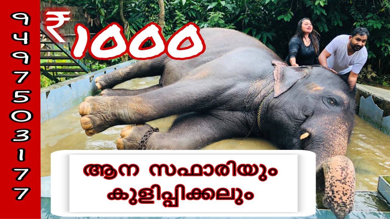 Elephants Camp Thekkady | Elephant safari In Kerala | Elephants Ride , Bath | #mallucoupletravellers