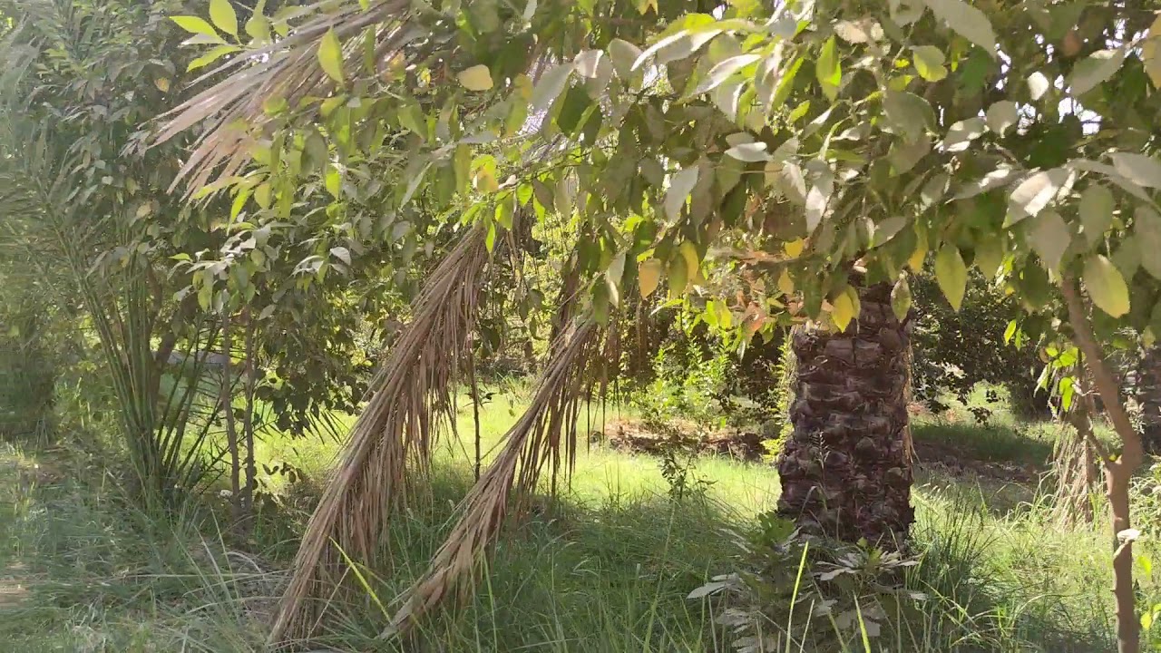 بستان ٢ دونم طابو في كربلاء الحسينيه العطيشي