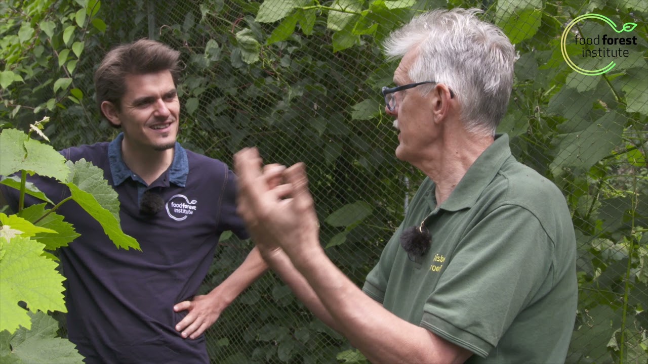 🌳 Druiven kweken in je voedselbos  🌰 - Kruisbessen proeftuin - Marc Geens & Louis De Jaeger