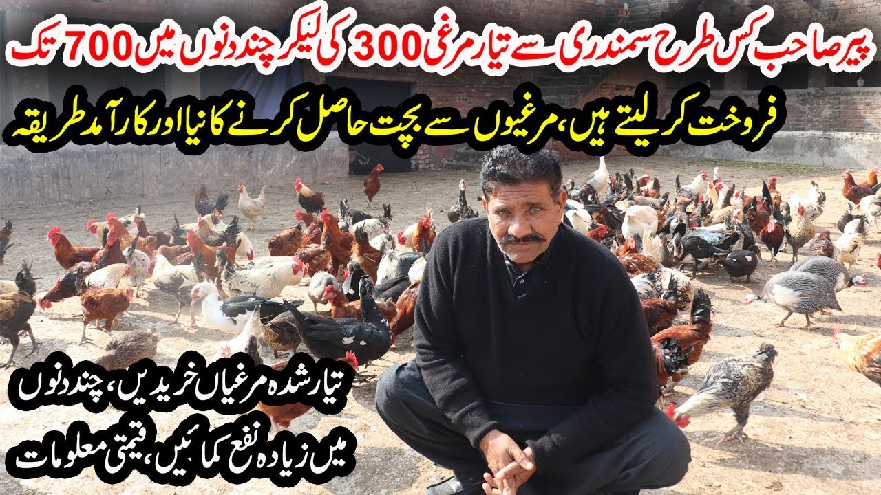 Golden Misri Hen Farming 2020 | How to Buy Golden Misri Hen in 300 And Sale in 700 Hundred