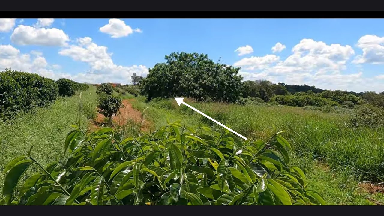 Eu Não Estava Sozinho… Tinha Alguém Debaixo da Árvore! 😨🌳