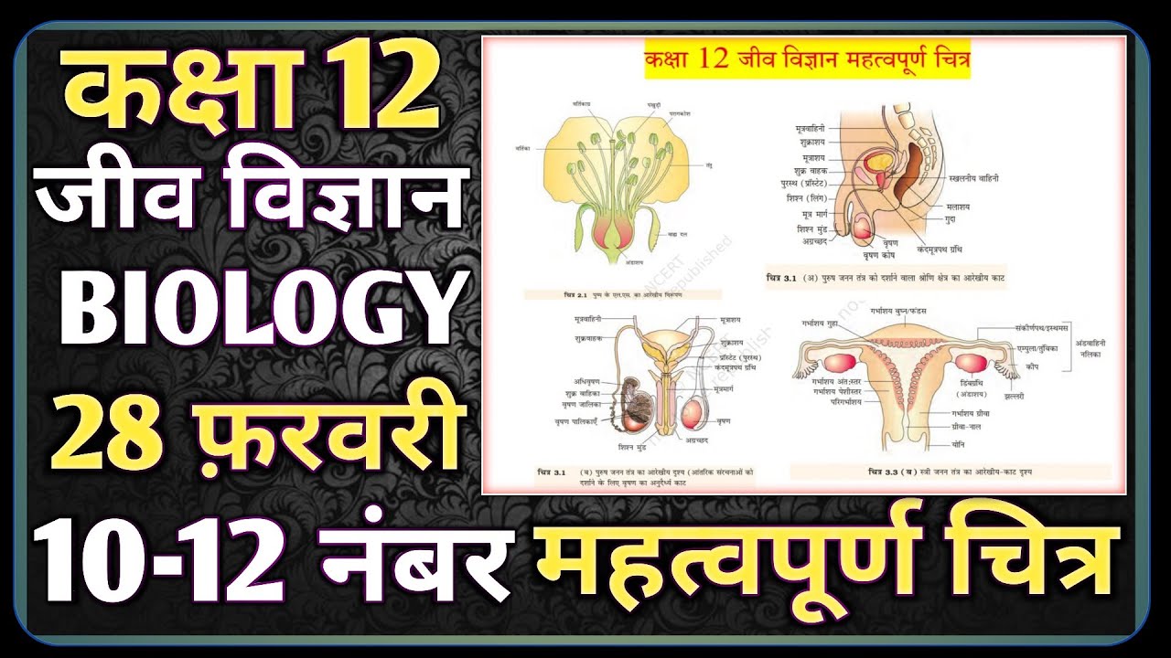 RBSE Class 12th Biology Diagram  28 February 2026।। RBSE Class 12th Biology Important diagram 2026
