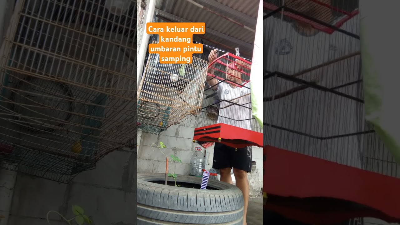 Umbar Kenari mudah saja ya gess... #kenarigacordurasipanjangsatunafas #kicaumania