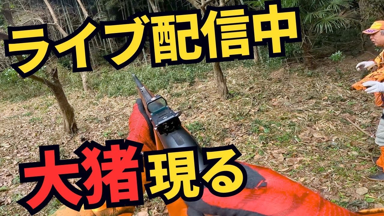 【これぞ臨場感溢れる狩猟/有害鳥獣駆除】まさかの大イノシシに響き渡る発砲音、そして挨拶に来る猟犬ユキ