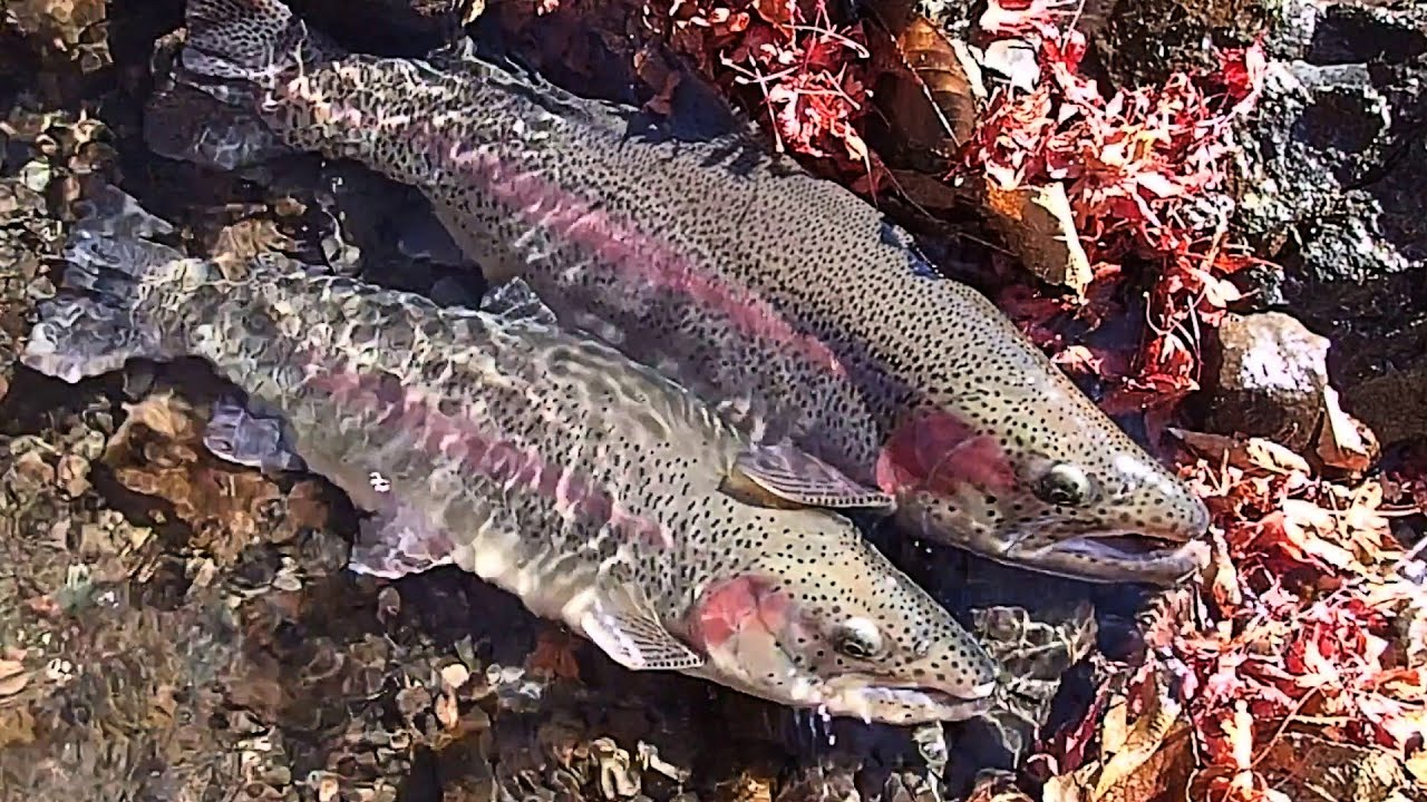 Cool Japanese Trout Releasing in A Wild River