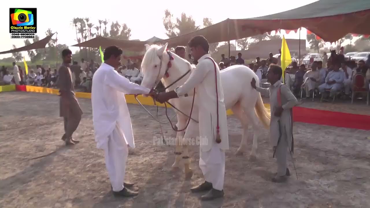 Mehnga ll Haideri Prince ll All Punjab Horse Dance ll Merik Sultan Shorkot 2021 22