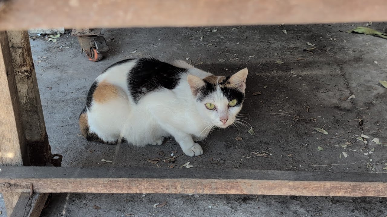 Homeless Cats Found Living Behind a Restaurant — What We Did Next Will Melt Your Heart