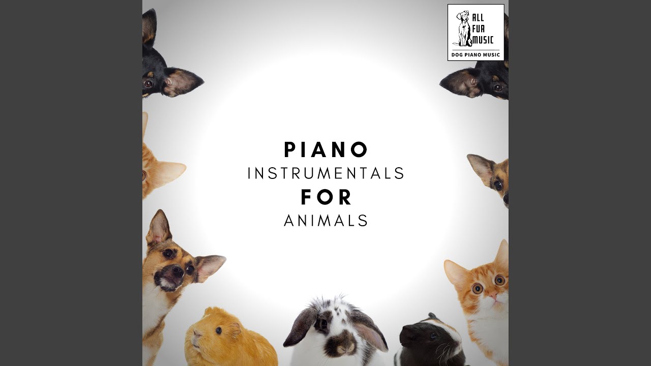Soft Piano For Pets At Home