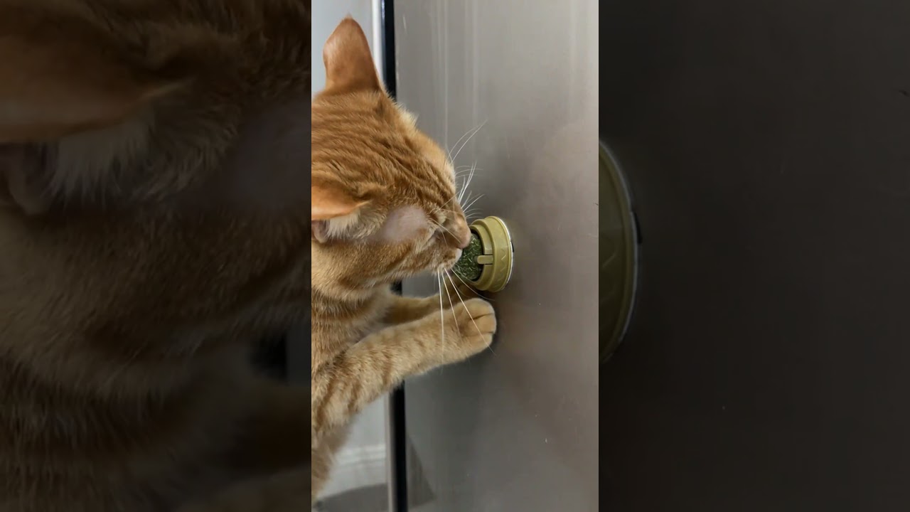 Cats Go Crazy for These Catnip Toys! #cat #catlovers