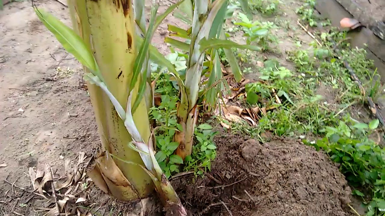 Ensinando a planta um fio de  banana Paso a Paso 🌱🌱