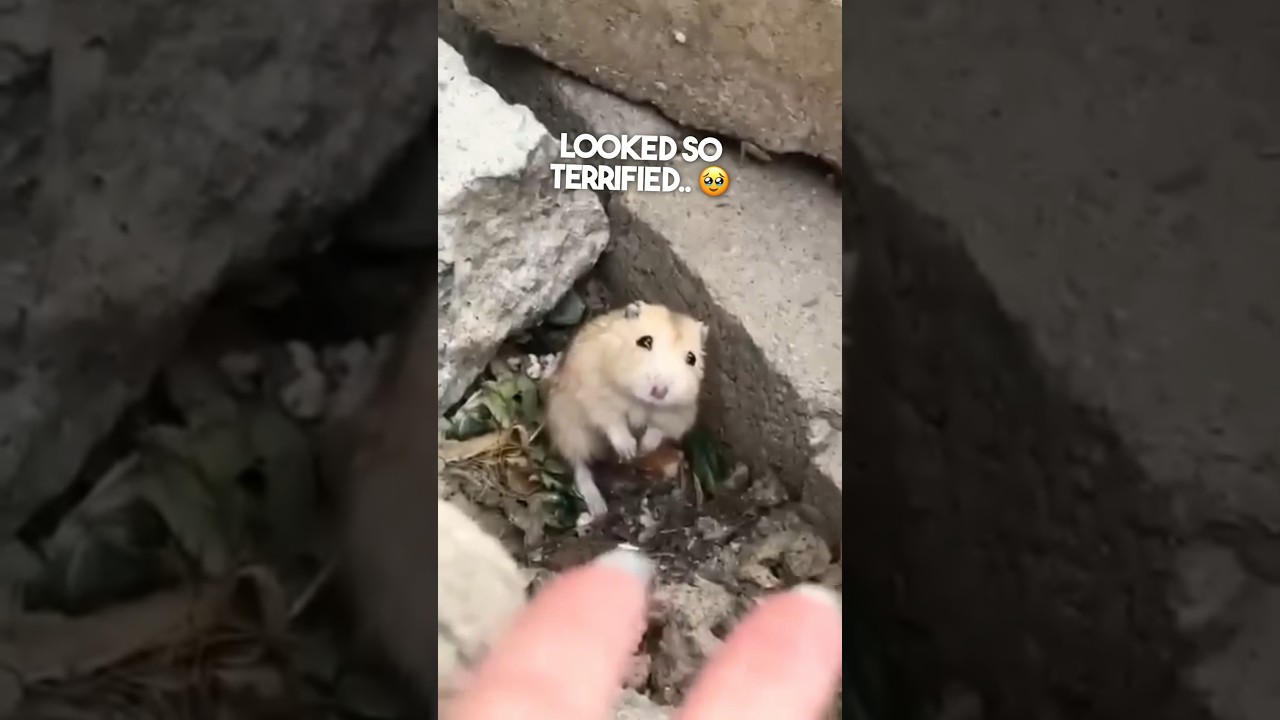 She found her lost hamster after 2 weeks..🥹🐹